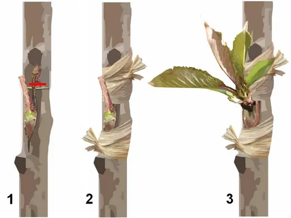 Rencontre autour des greffes d'oeil sur arbres fruitiers