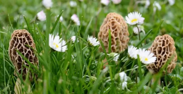 Découverte et dégustation des champignons et plantes sauvages au Lac de Devesset - L'Automnal gourmand