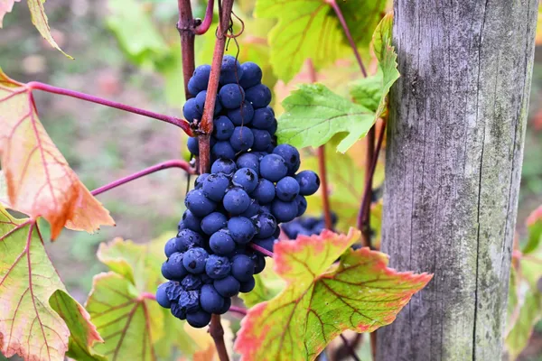 Conférence « Saint-Prix entre lavoir et vigne : Regards sur le petit patrimoine »
