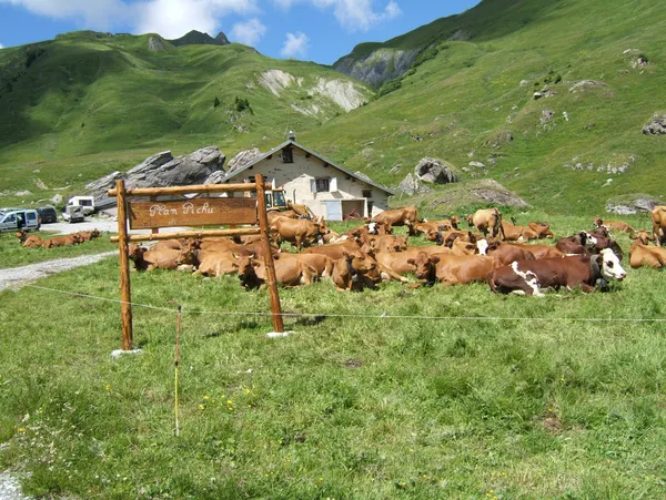 Visite de l'alpage de Plan Pichu