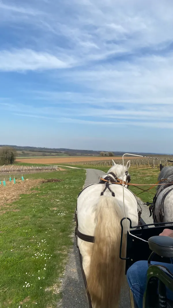 Bourgoin Cognac - Les visites hippomobiles
