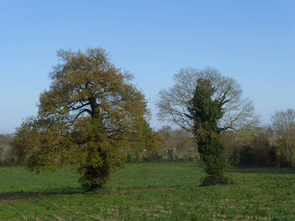 Balade nature : à travers champs...