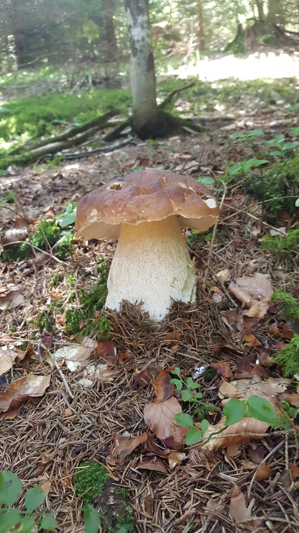 Semaine gourmande : Balade-découverte en sous-bois