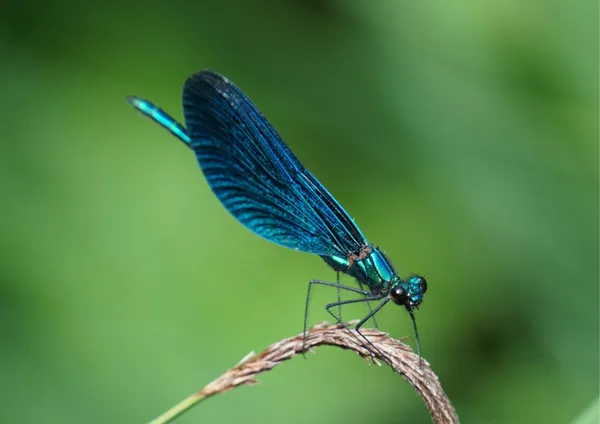 Sortie papillons et odonates - Animation Nature