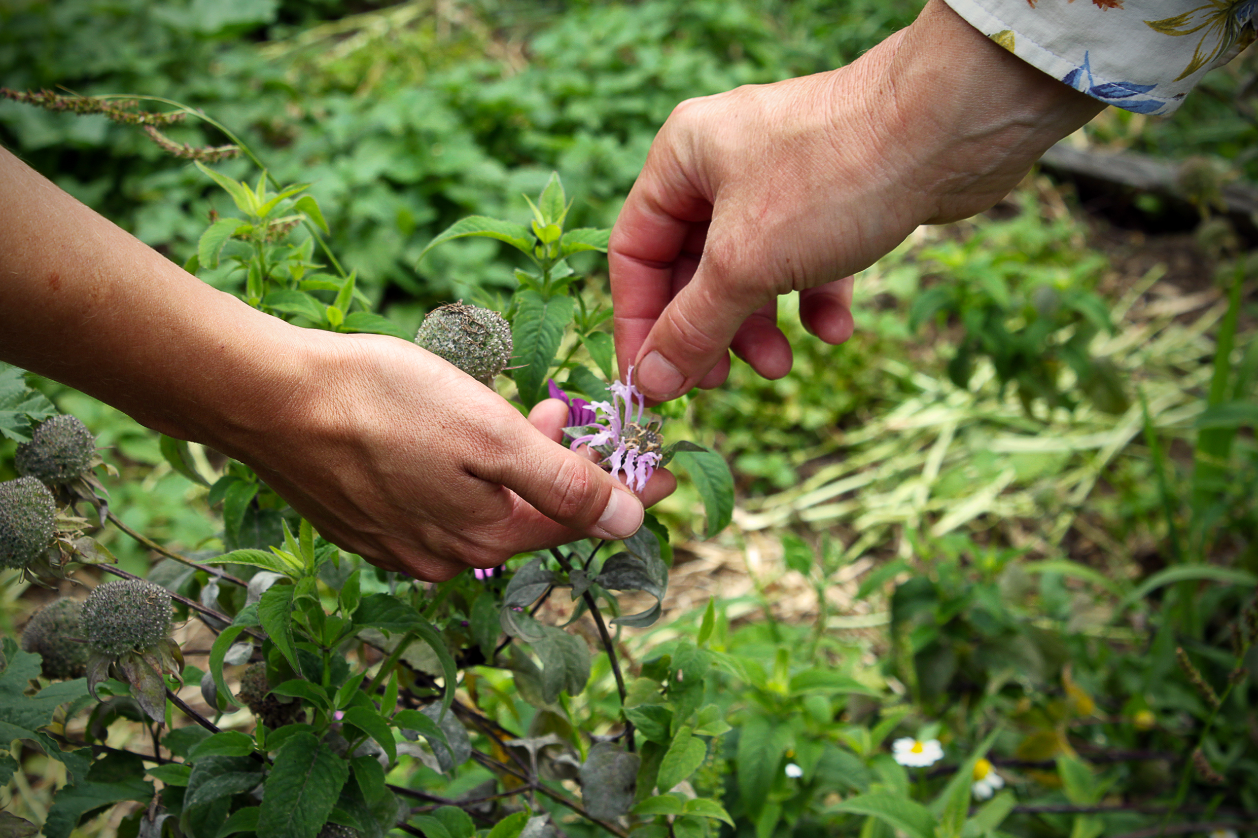 Balade Gourmande découverte des plantes de montagnes - Printemps de la randonnée