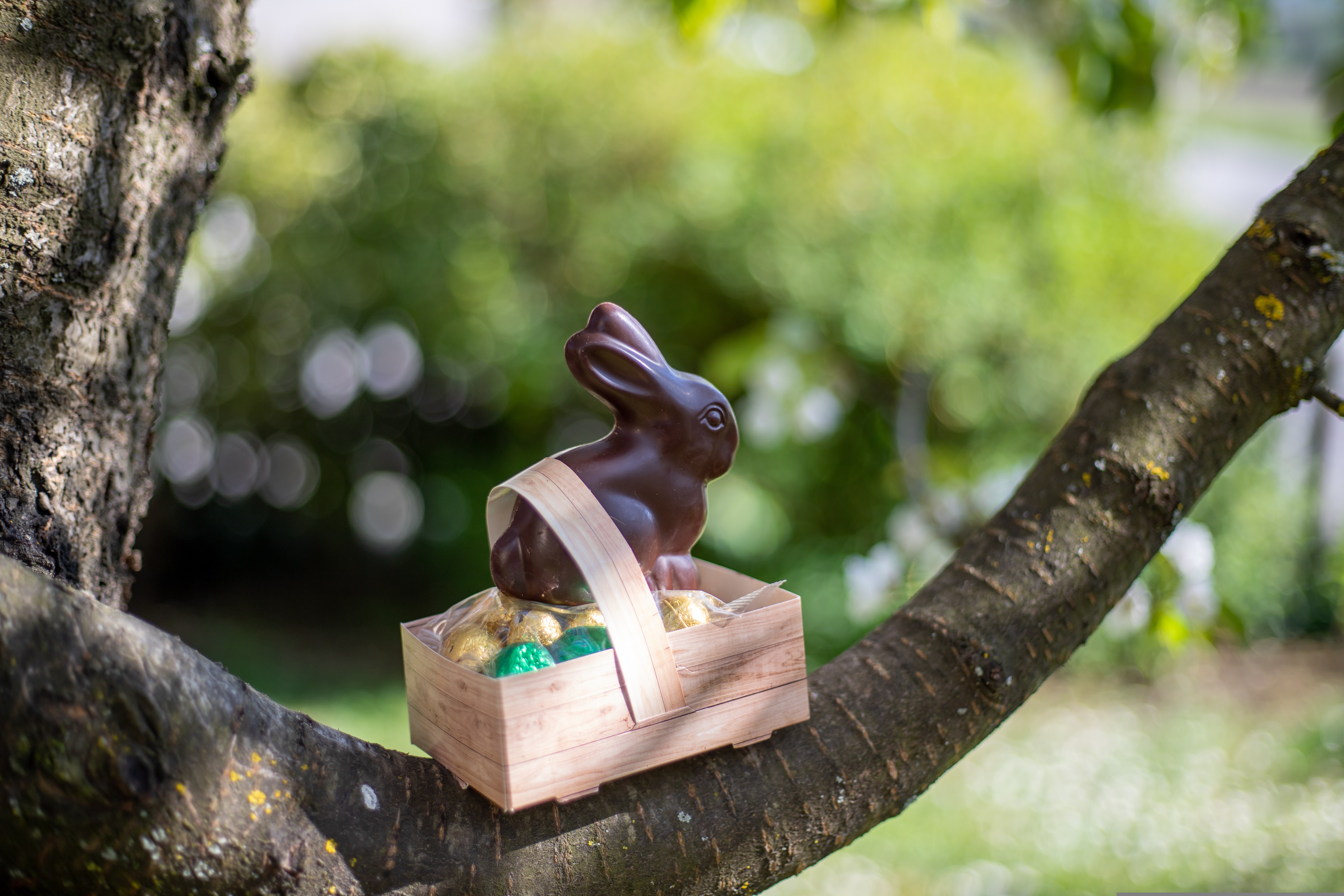 Chasse aux oeufs
