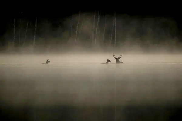 Cinéma sous les étoiles : Le chant des forêts