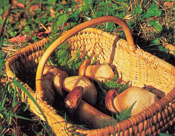 L'Automnal gourmand - Balade mycologique