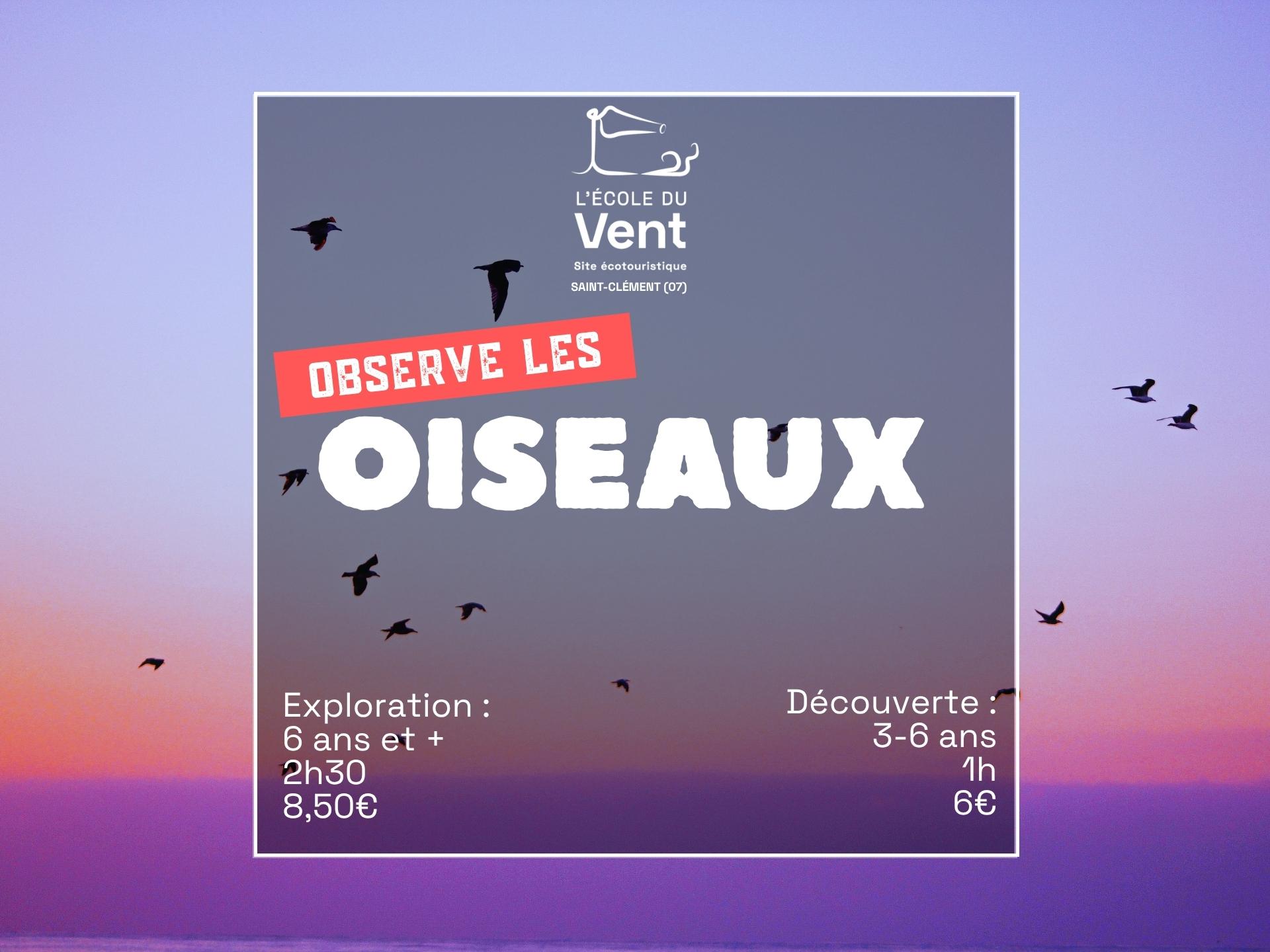 Observe les oiseaux - Découverte