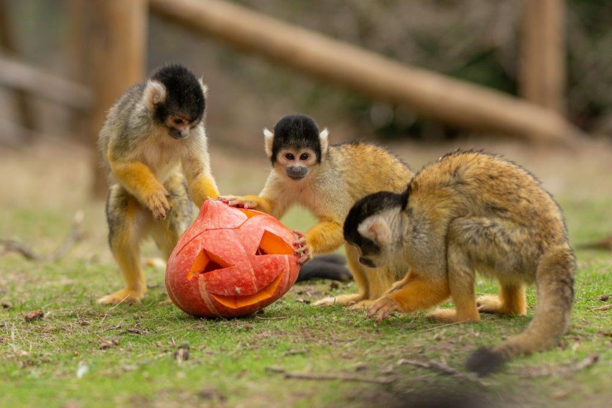 Halloween au Wow Safari Peaugres