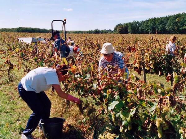 Visite guidée au Domaine Barron