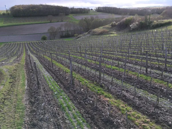Visite du domaine viticole - Domaine Côtes de l'Estuaire