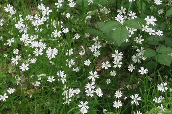 Vadrouilles botaniques et usages des plantes