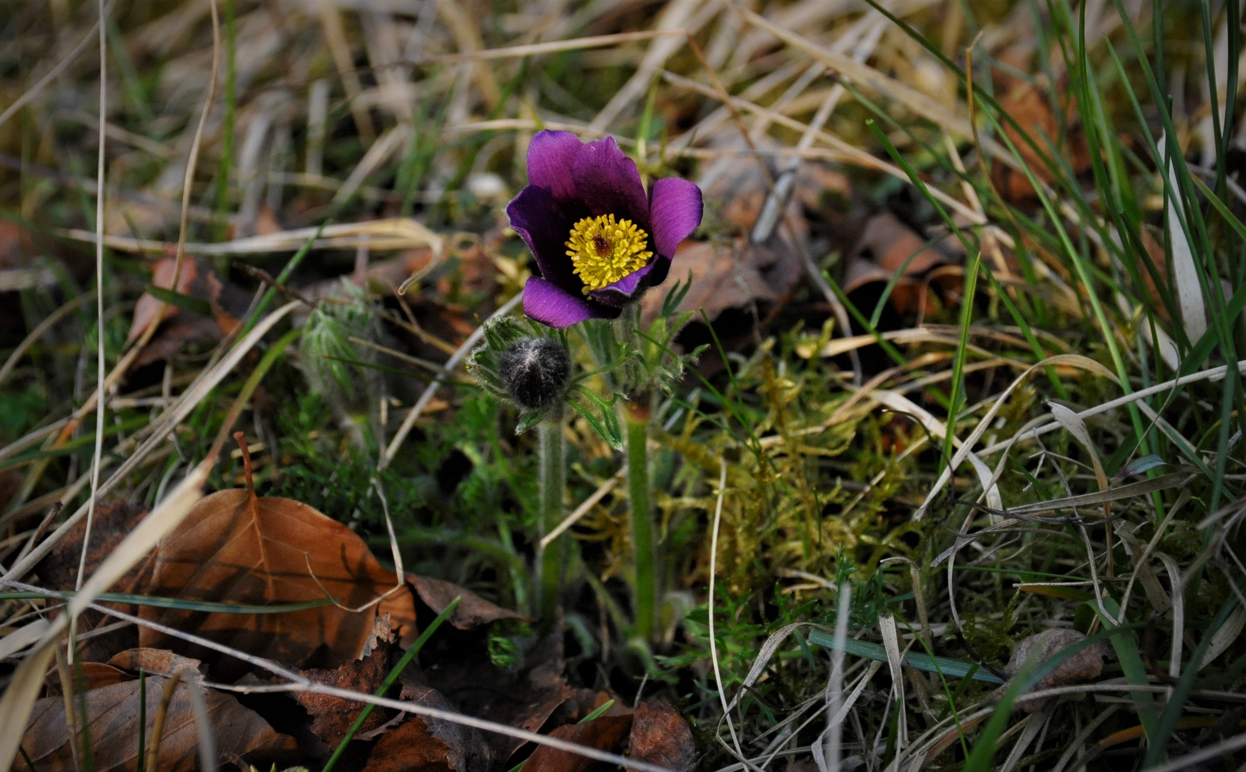 Lorsque le printemps s'installe