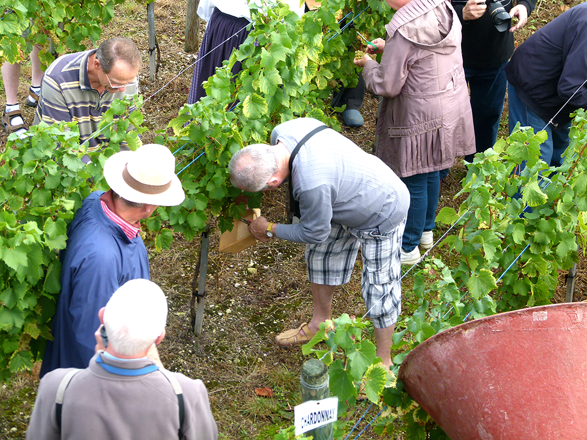 Fête des Vendanges