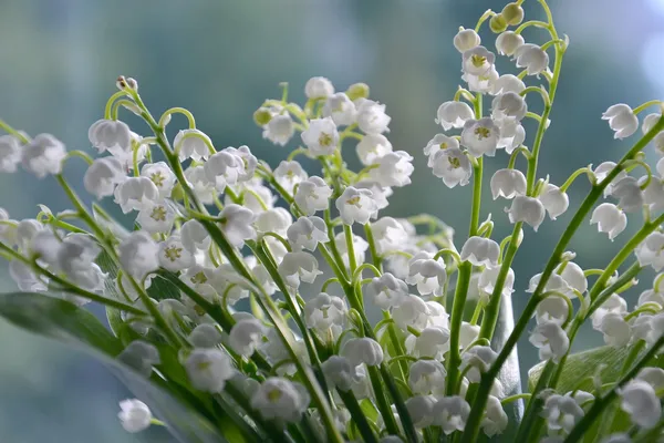Vente de muguet