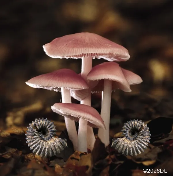 Salon d'Automne- Champignons & Roches vivantes