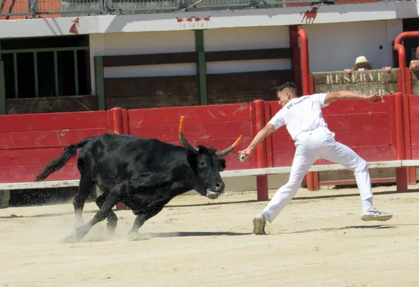 Trophée des Vignerons - Course camarguaise - 2e journée