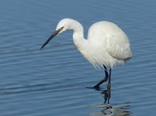Oiseaux et nature de la Réserve Naturelle