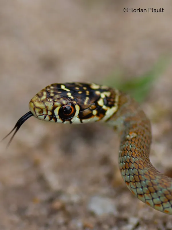 "Atlas des reptiles et des amphibiens de PACA"