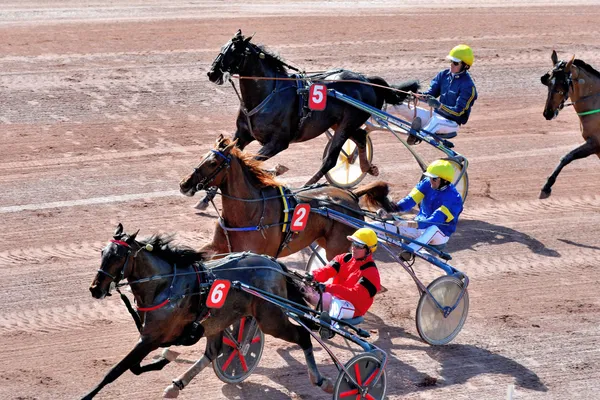 Courses hippiques