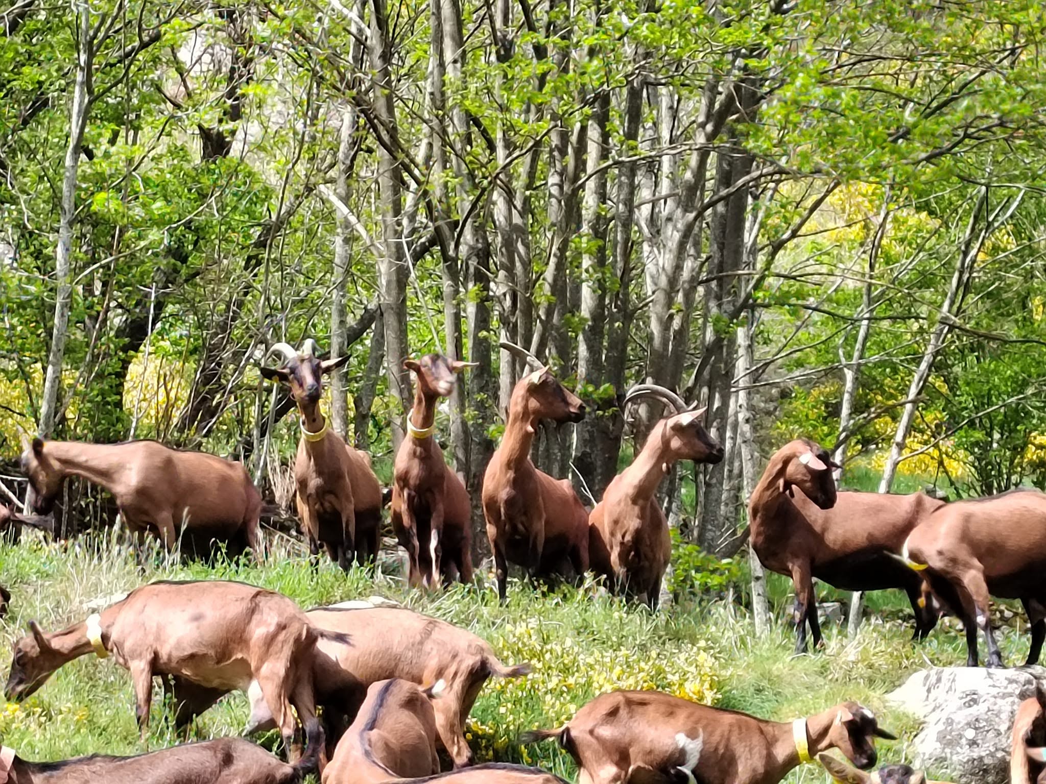 Visite à la Ferme Biquettes et Filles