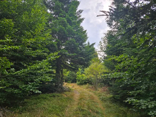 RDV Biotrésors : A la découverte de nos forêts