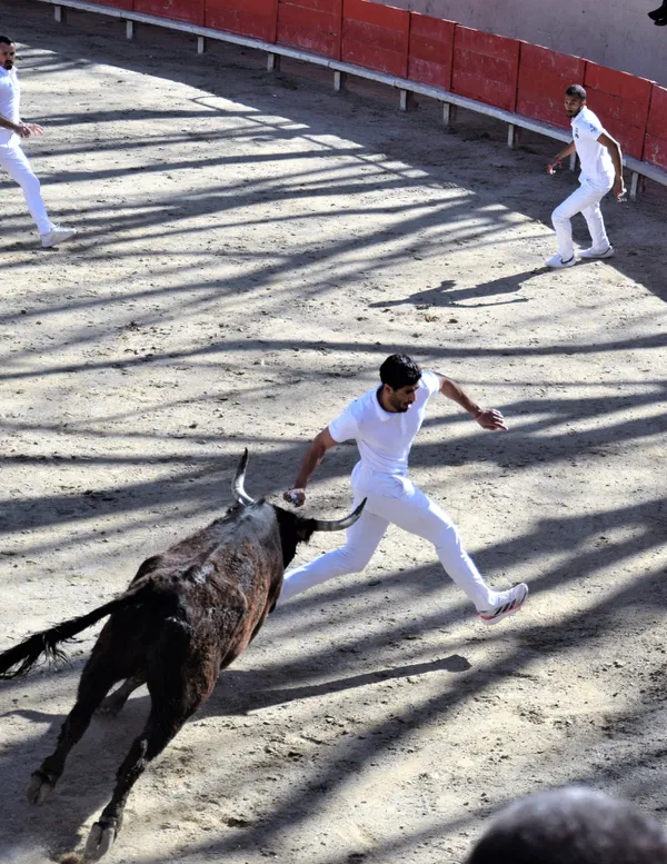 Course camarguaise Trophée de l'Avenir