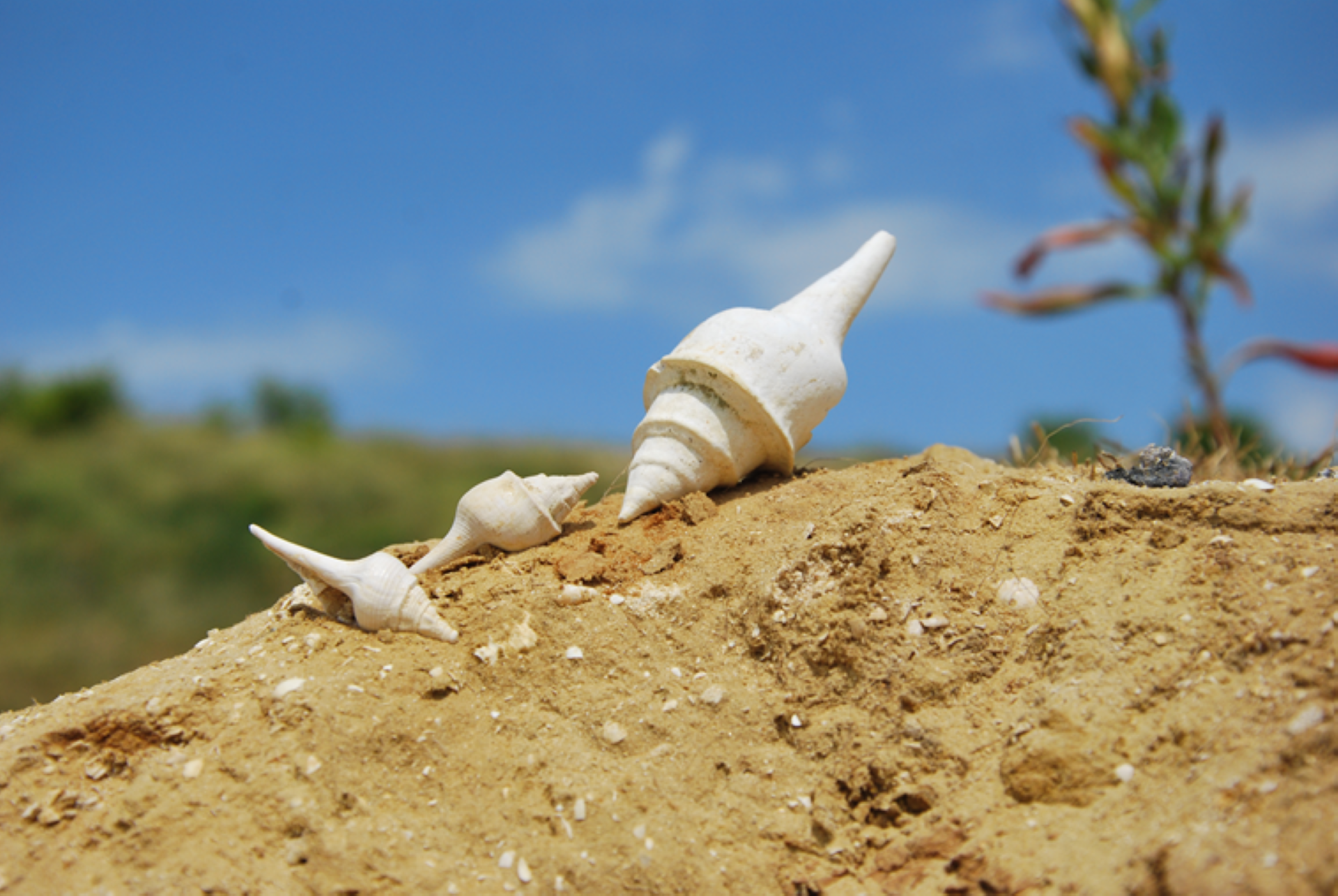 Quand la nature reprend ses droits