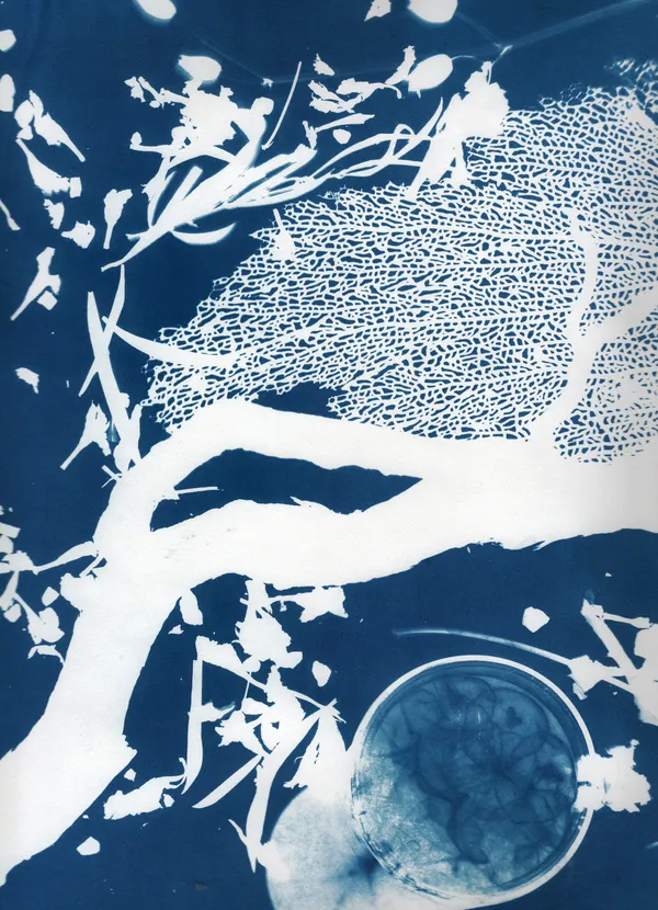 Les ateliers de cyanotype