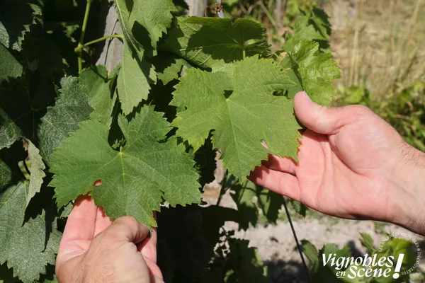 Vignobles en scène - aux Hauts de Talmont