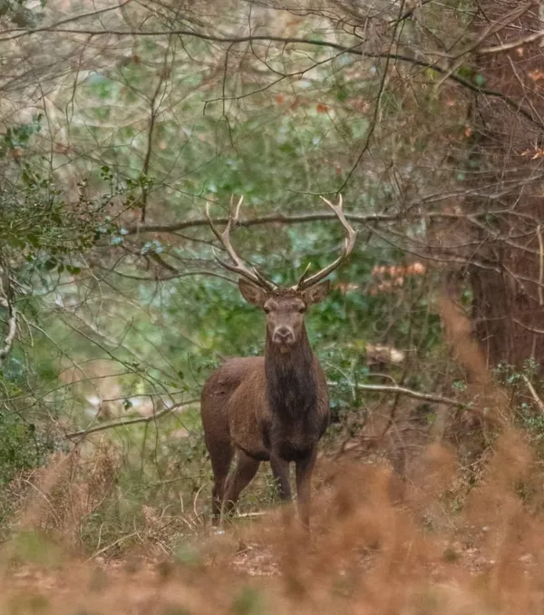 RDV biotrésors : Sortie Brame du cerf