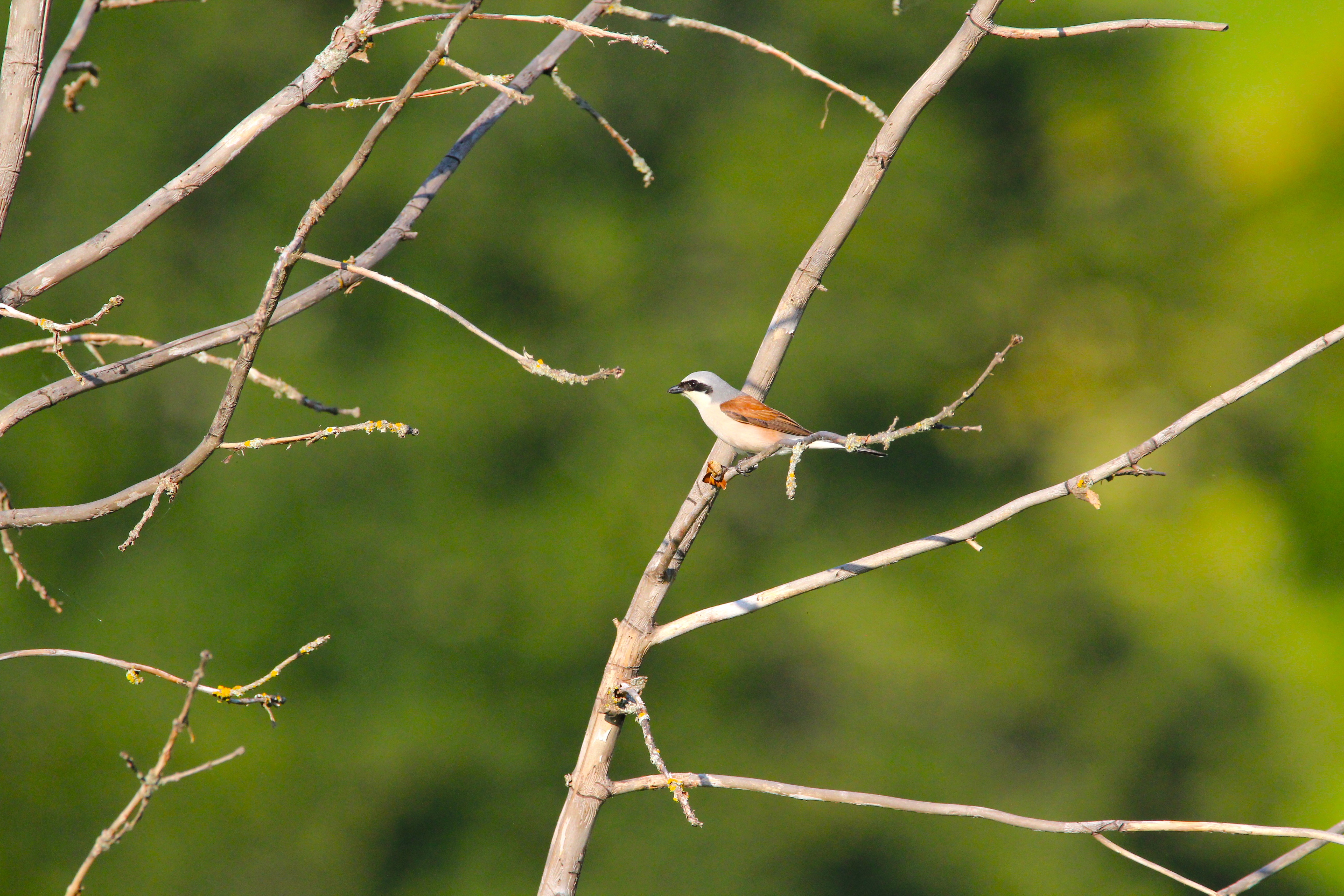 Notre Biodiversité - Ponet-et-St-Auban