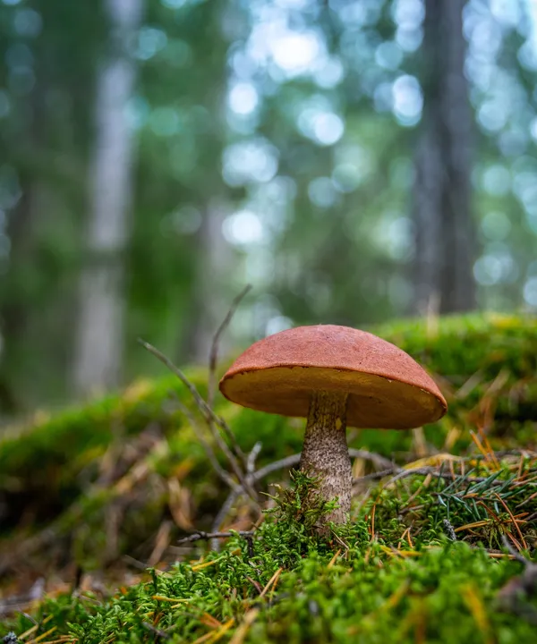 L'Automnal gourmand : stages champignons